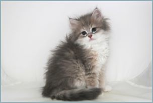 Male Siberian Kitten from Deedlebug Siberian